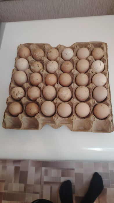 Продам цесарок..