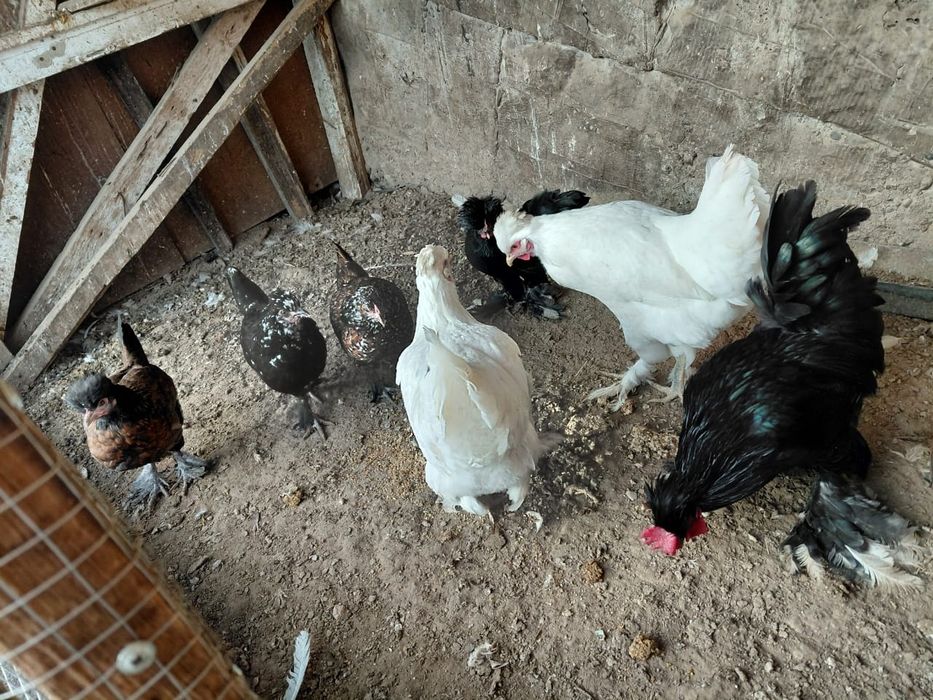 Куры продам или обменяю