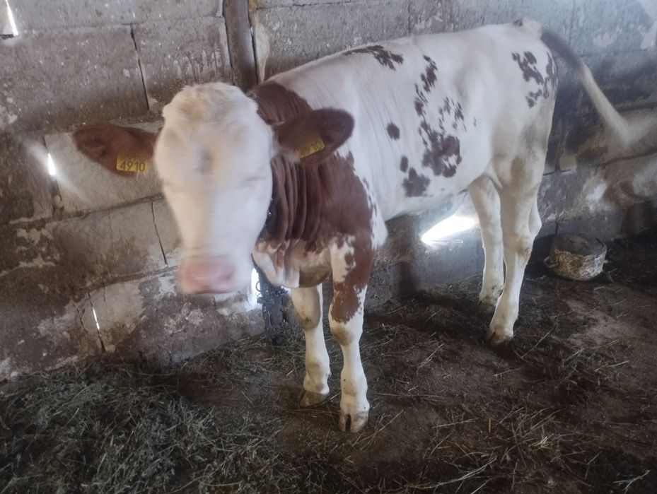 Vițele  bălțate românească