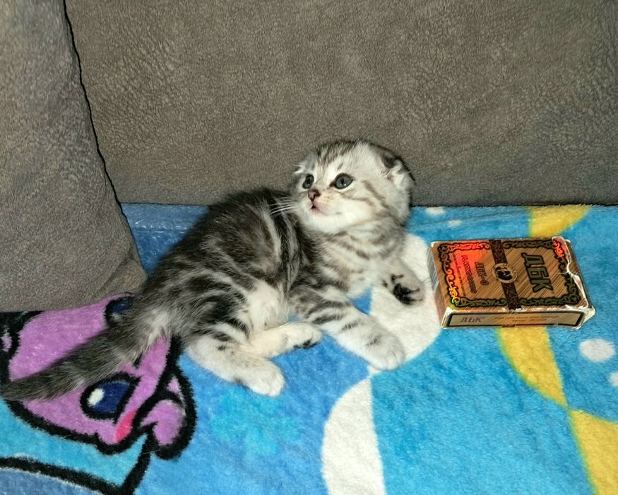 Шотландский Вислоухий котёнок