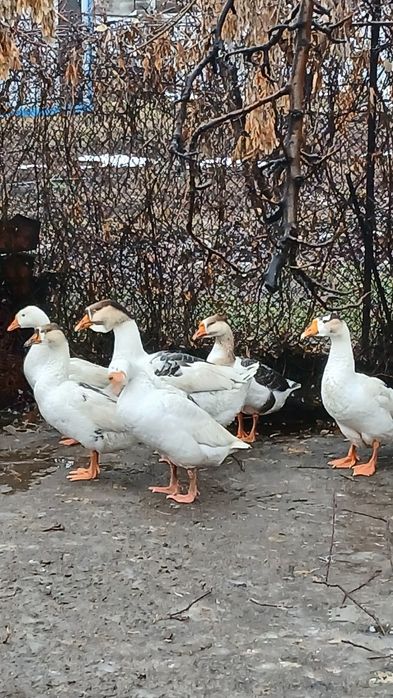 Продам гусей на выбор