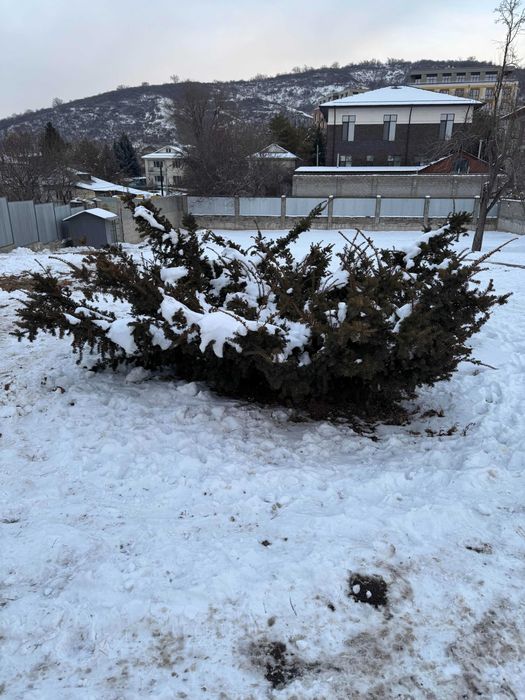 Можжевельник куст огромный мощный