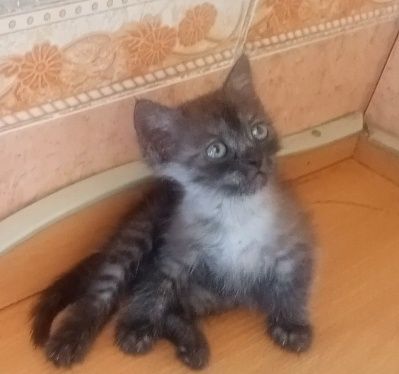 Шотландские котята (голубой дым)