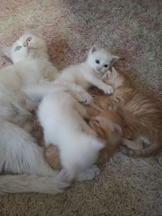 Котята  в добрые руки