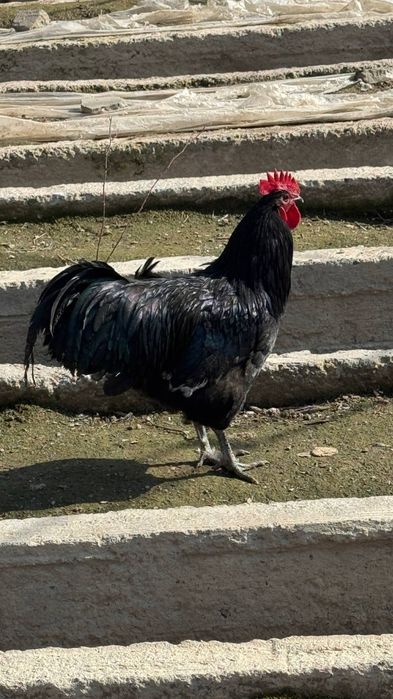 Avstraloʻp ruminiya tozalari tovuq xoʻroz tuxumlari sotiladi zakazga 1