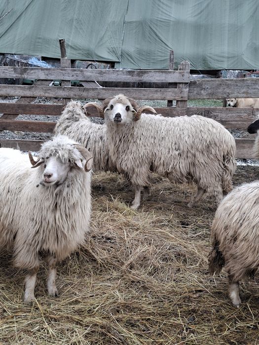 Vând berbec oacheș sau schimb cu două oi