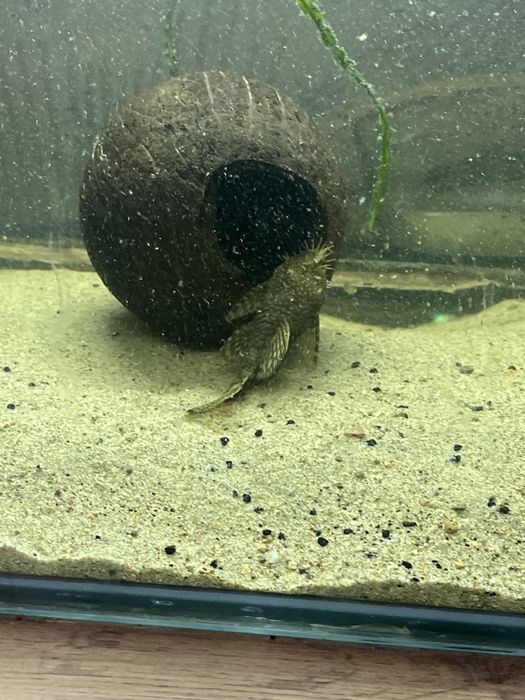 Аквариум 100 литров