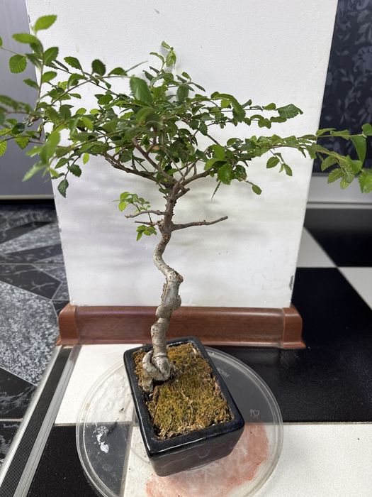 Продам бонсай китайский вяз!