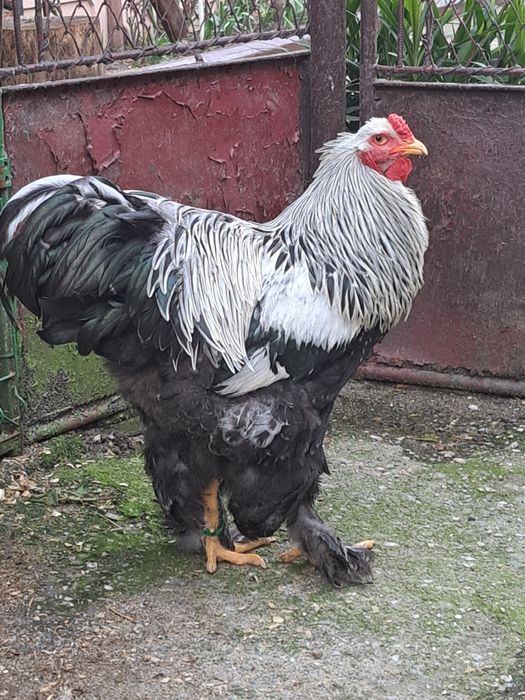 Cocoși brahma herminat inchis