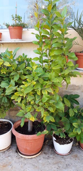 Продавам лимон дръвче.