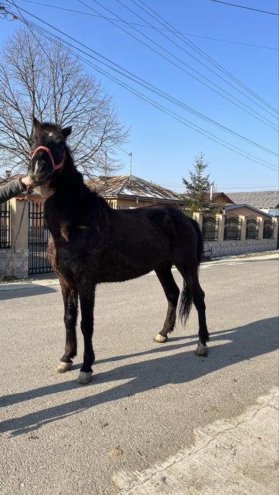 Vând iapă de 8 ani