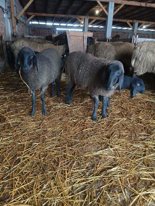 Mielute și berbecuți carabase