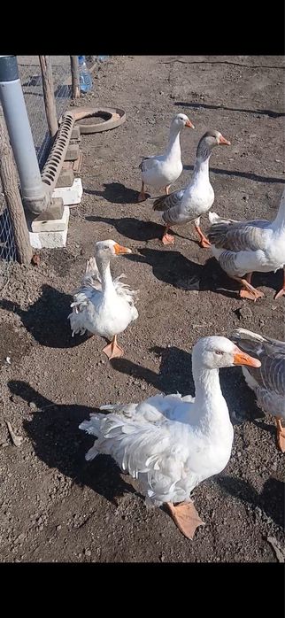 Vand 9 gaste ouatoare