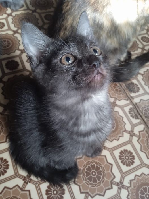 Отдаю котят в хорошие руки