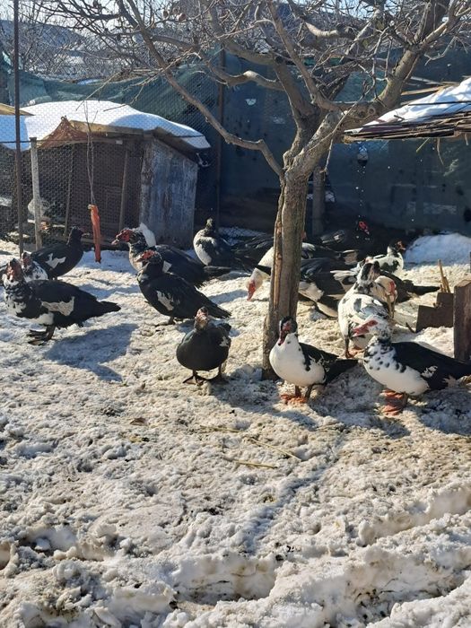 Vând  rate/ratoi mute +iepuri