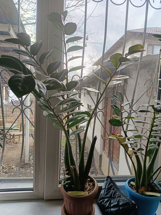 Продам комнатные цветы.