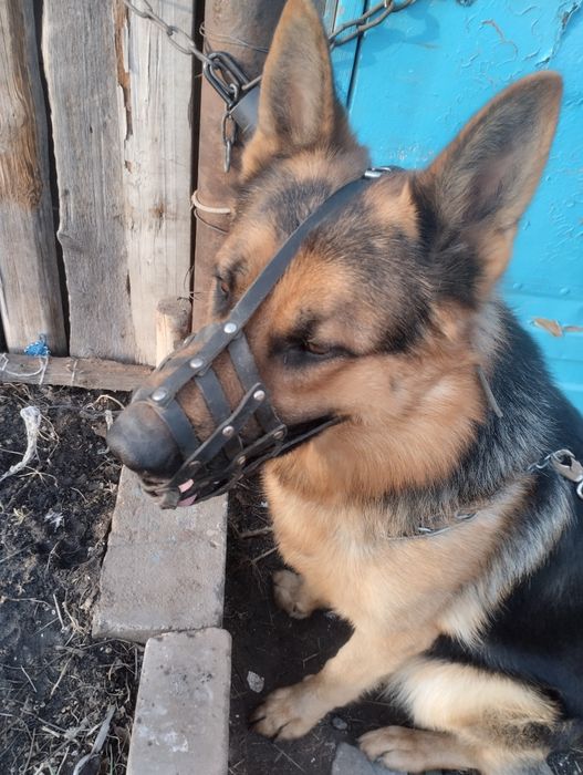 Животные вязка собак