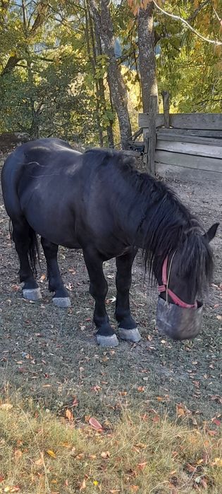 Negru fără semn de vânzare