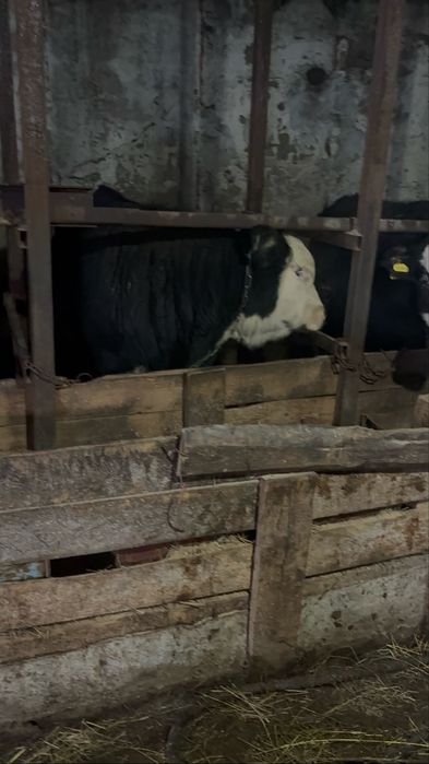 Бычки на племя акбас, ангус