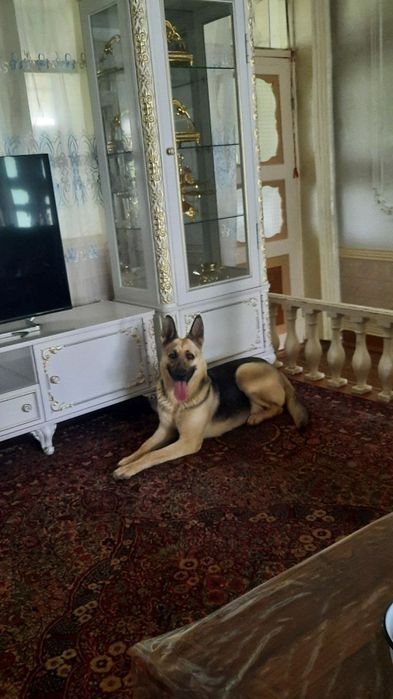 Чистокровные щенки Восточно-европейские овчарки