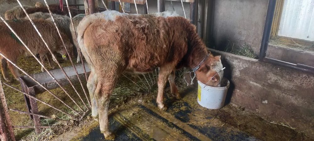 Продам два бычка по 10 месецев