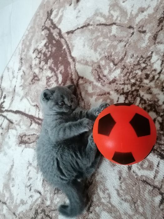 Британско късокосместо котенце