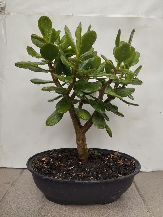 Крассула (толстяка, монетное дерево)