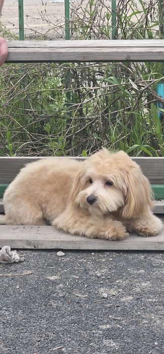 Мальтипу ф 1                      .