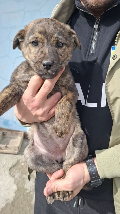 Домашние собаки на продажу