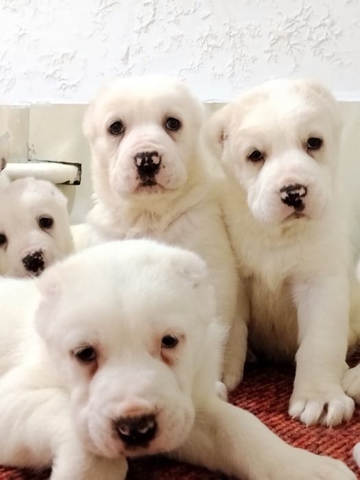 Щенки АЛАБАЙ продается