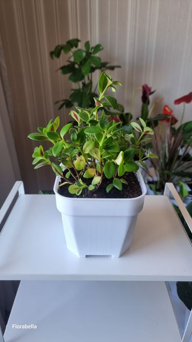Продам комнатные цветы, растения