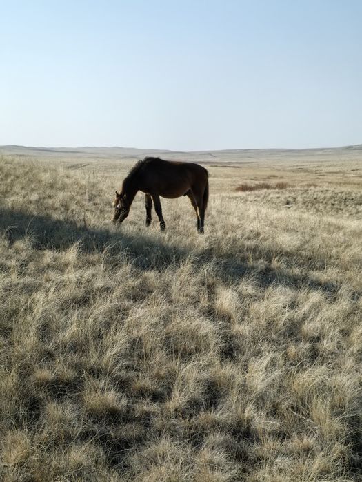 Жабағылар сатылады