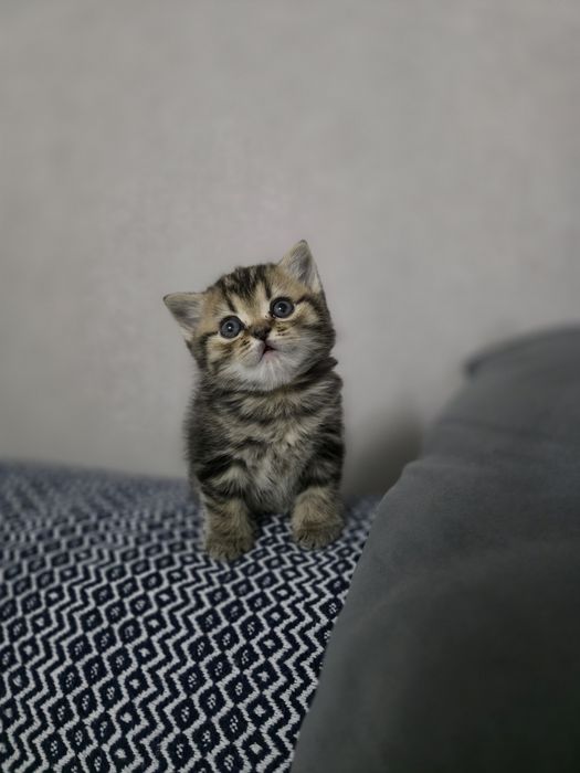 Британские котята