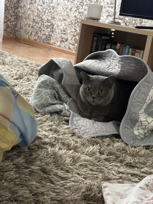 Комплект мягкой мебели