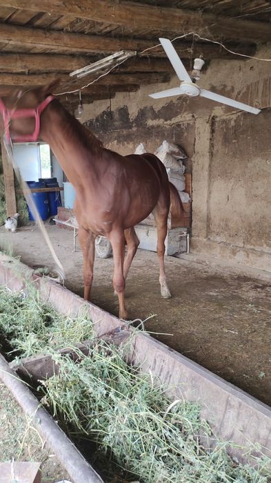 От сотилади лошадь