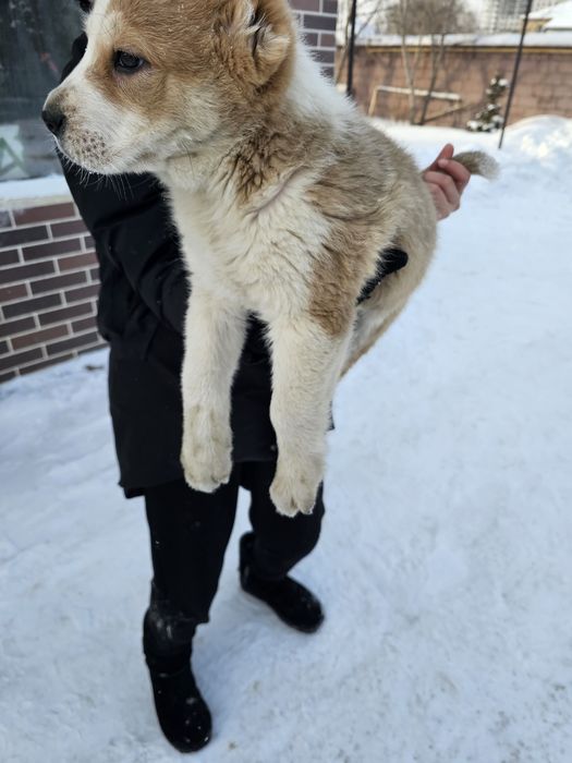 Тобет күшік еркек