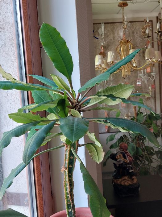 Продам комнатные растения.