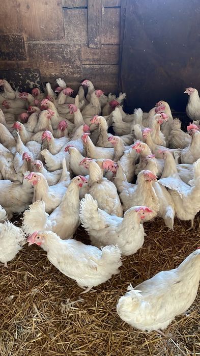Продаю кур несушек