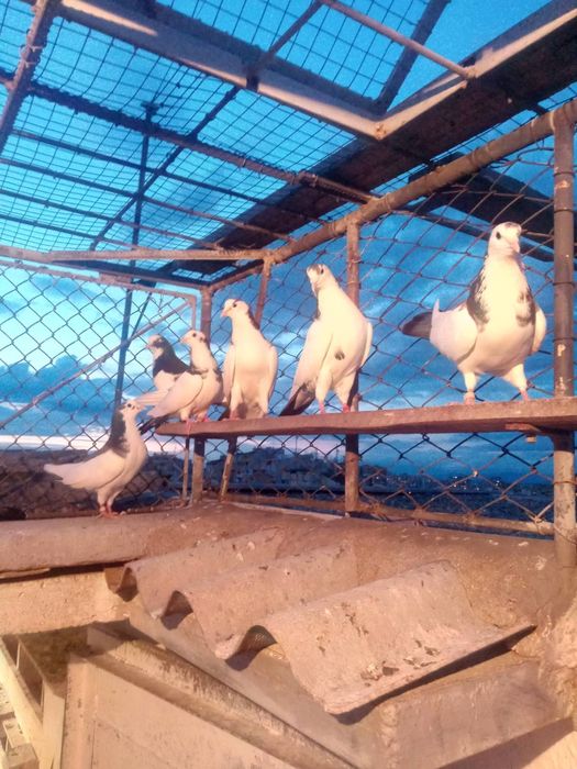 Пазарджишки гълаби високолетачи съсфдобри полети