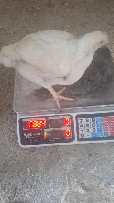 Продам цыплят бройлеров