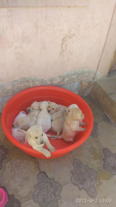 Клубный кобель лабрадора