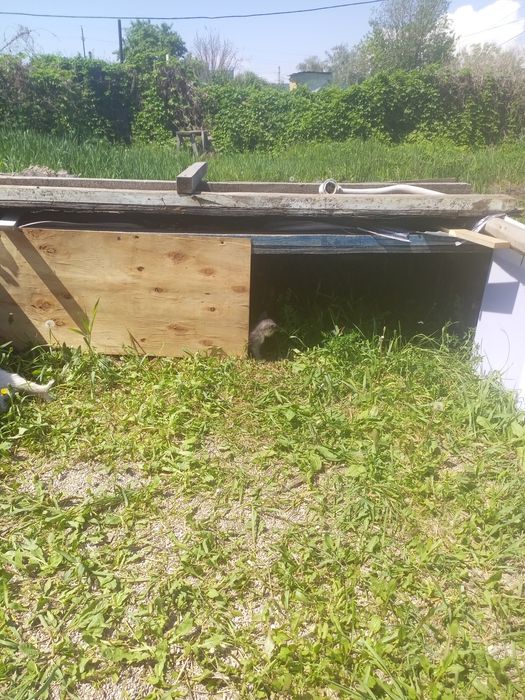 Отдам 4 котят бесплатно