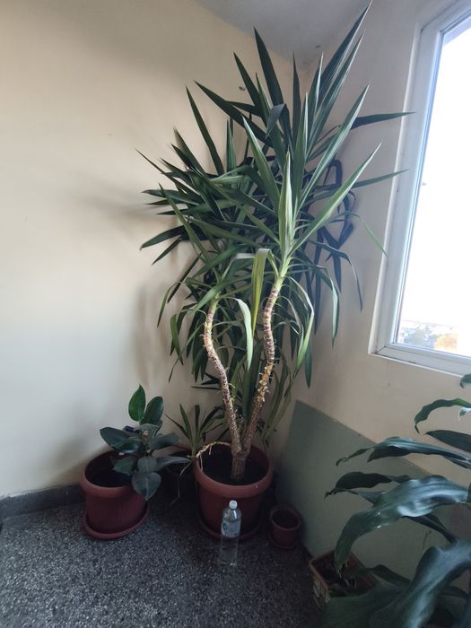 Драцена, дифенбахия, фикус