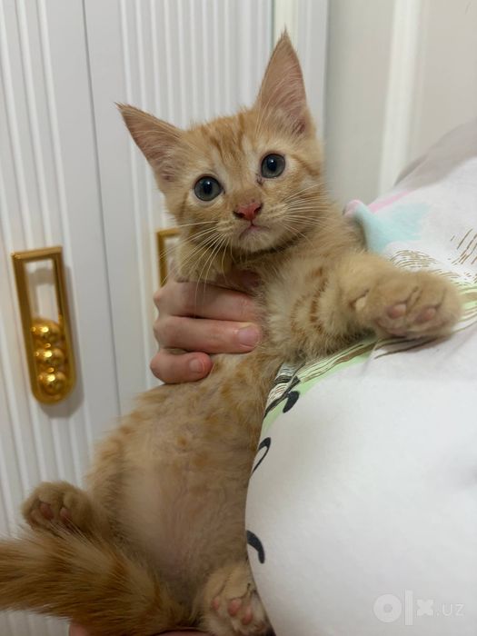Продаются Котята рыжие добрые