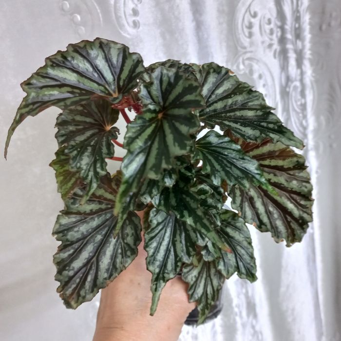 Тростниковые бегони .