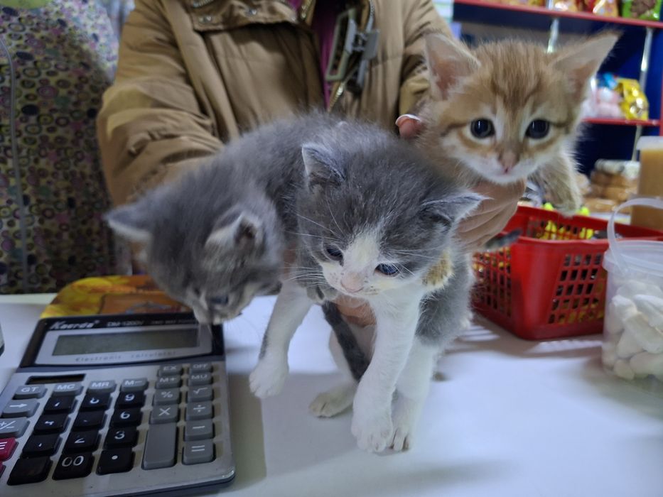 Котята бесплатно
