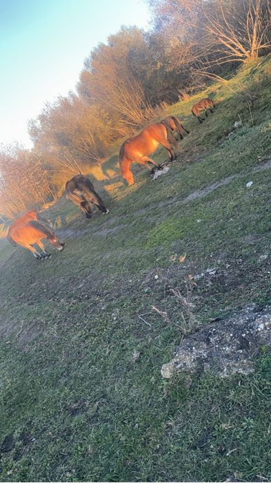 3 mânzi de vânzare !