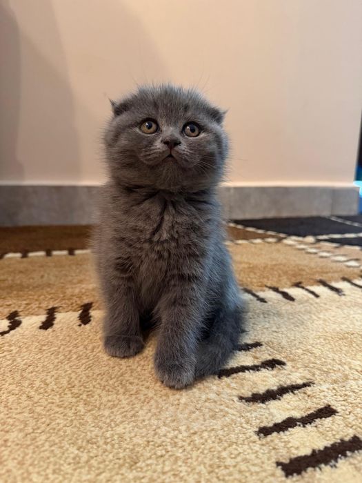 Scottish Fold Short Hair
