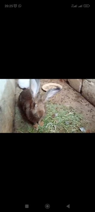 Қойан  қойан  қойан