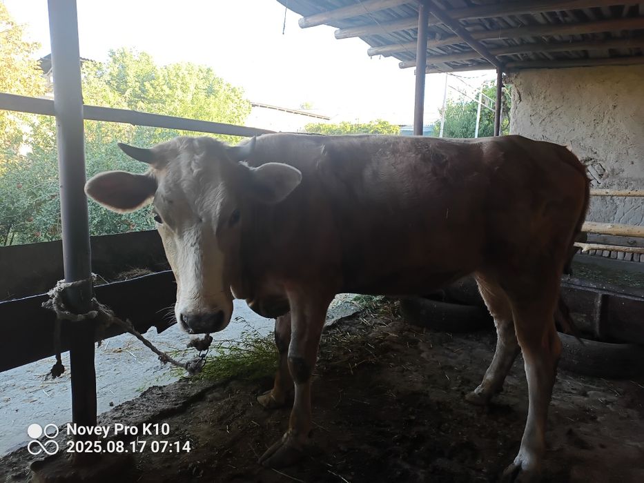 Mol g'unojin sotiladi